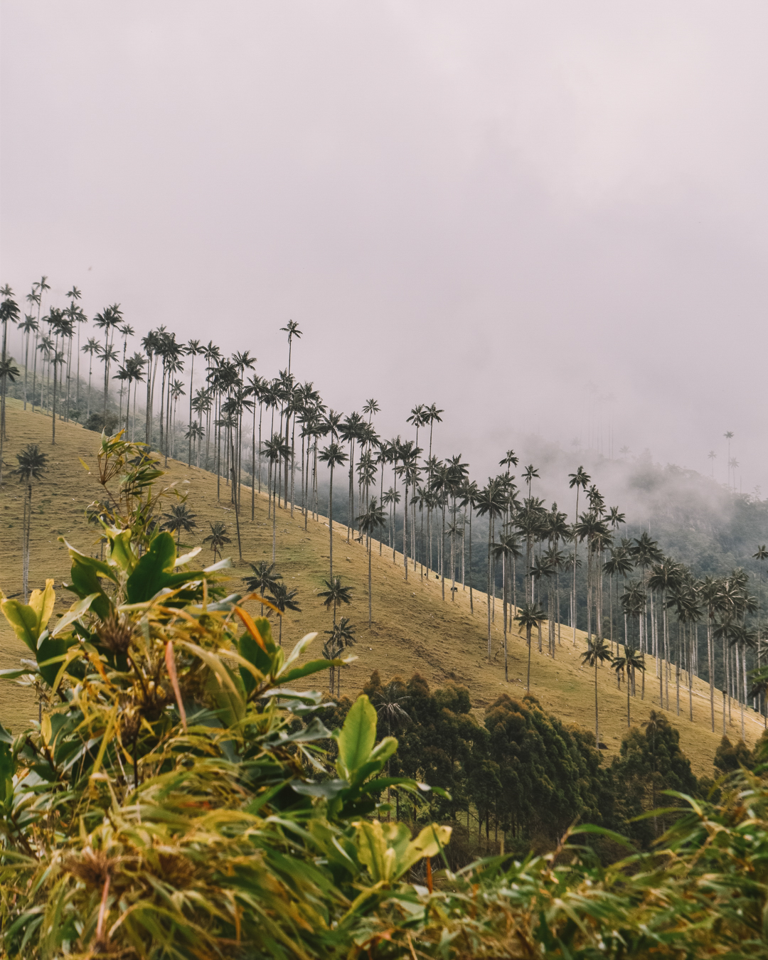 Travelling to Colombia? Visit The Cocora Valley