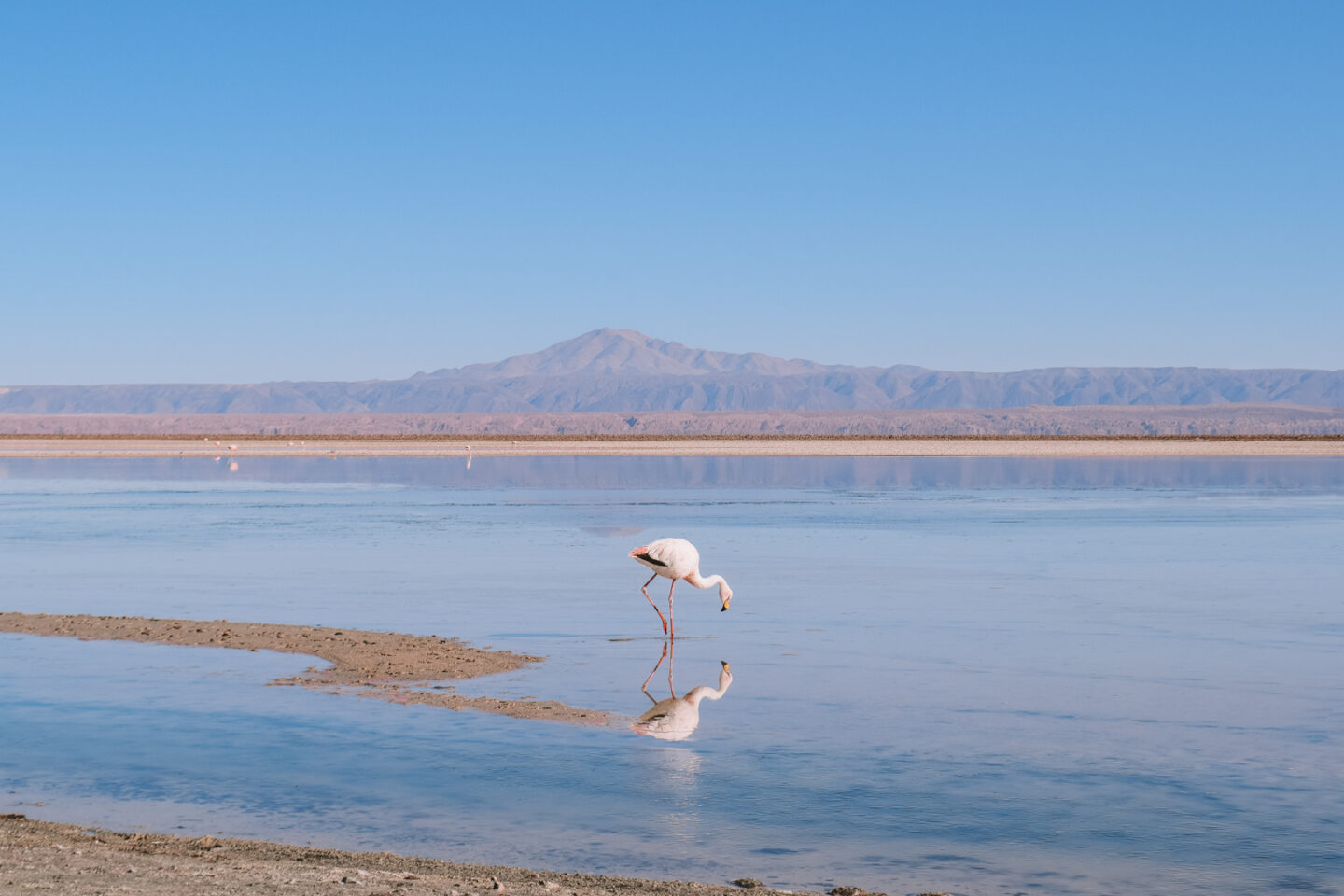 Flamingos in Laguna haxa in the Atacama Desert