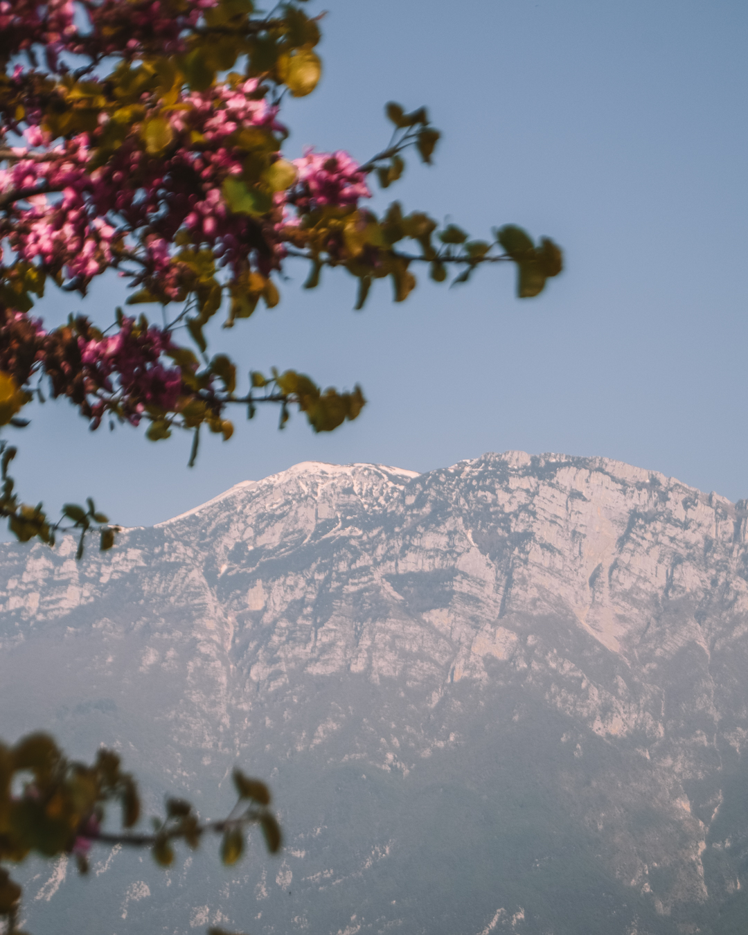 The Dolomiti mountain framed with pink flowers