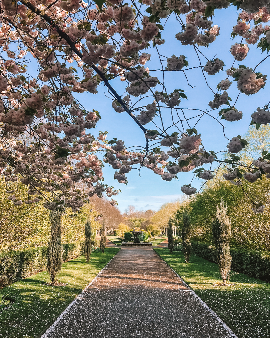 things to do Regents Park - See the Cherry Blossoms