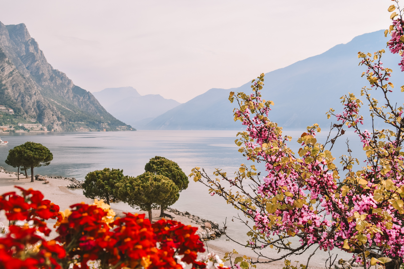 The white pebble beach in Limone sul Garda surrounded by pink flowers